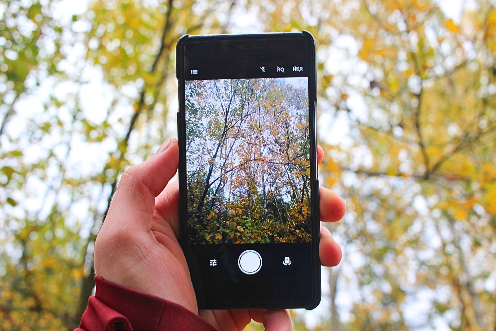 Smartphone Holding Woodland